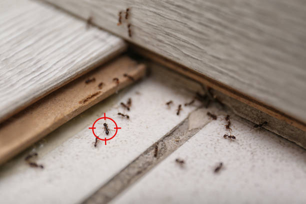 Best Emergency Pest Control  in Hillsboro, WI